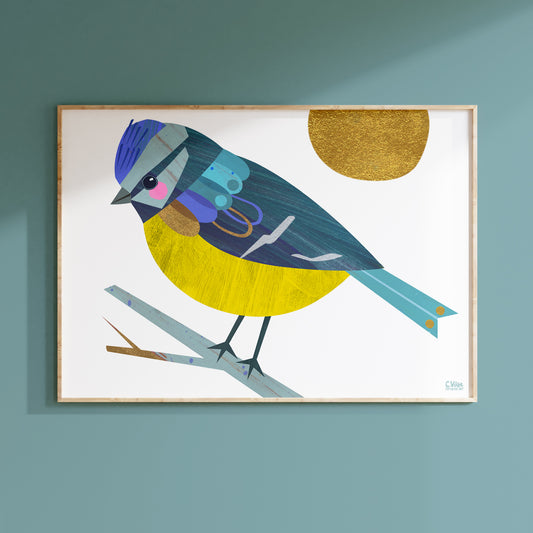 Blue Tit